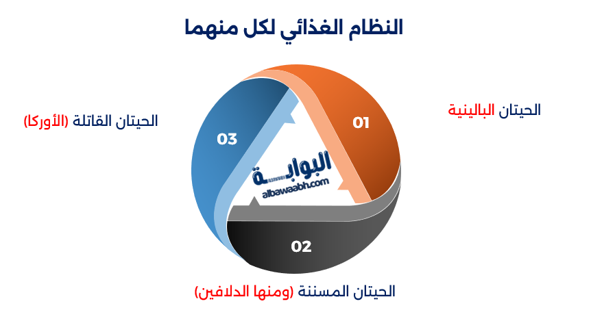 الفرق بين الحوت والدلفين