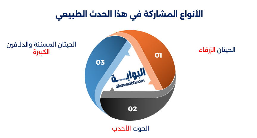 تجمع الحيتان