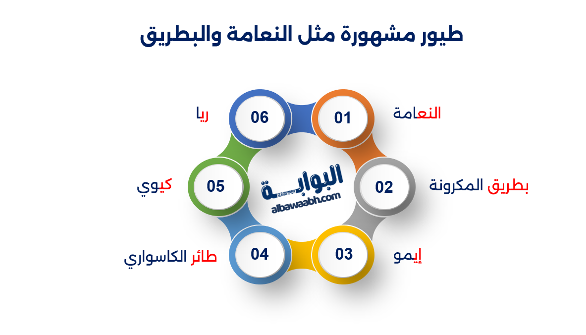 الطيور التي لا تطير