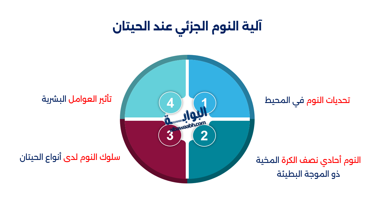 كيف تنام الحيتان