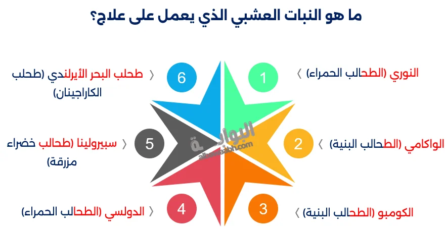 النباتات البحرية في العلاج الطبيعي
