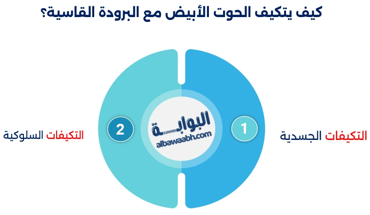 البحث عن الحوت الأبيض