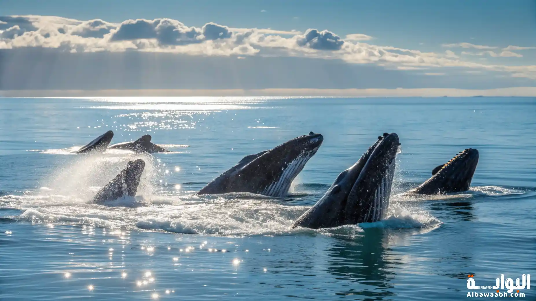 تكاثر الحيتان