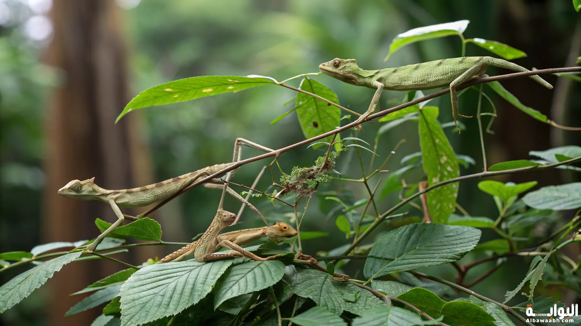 الحيوانات التي تشبه النباتات