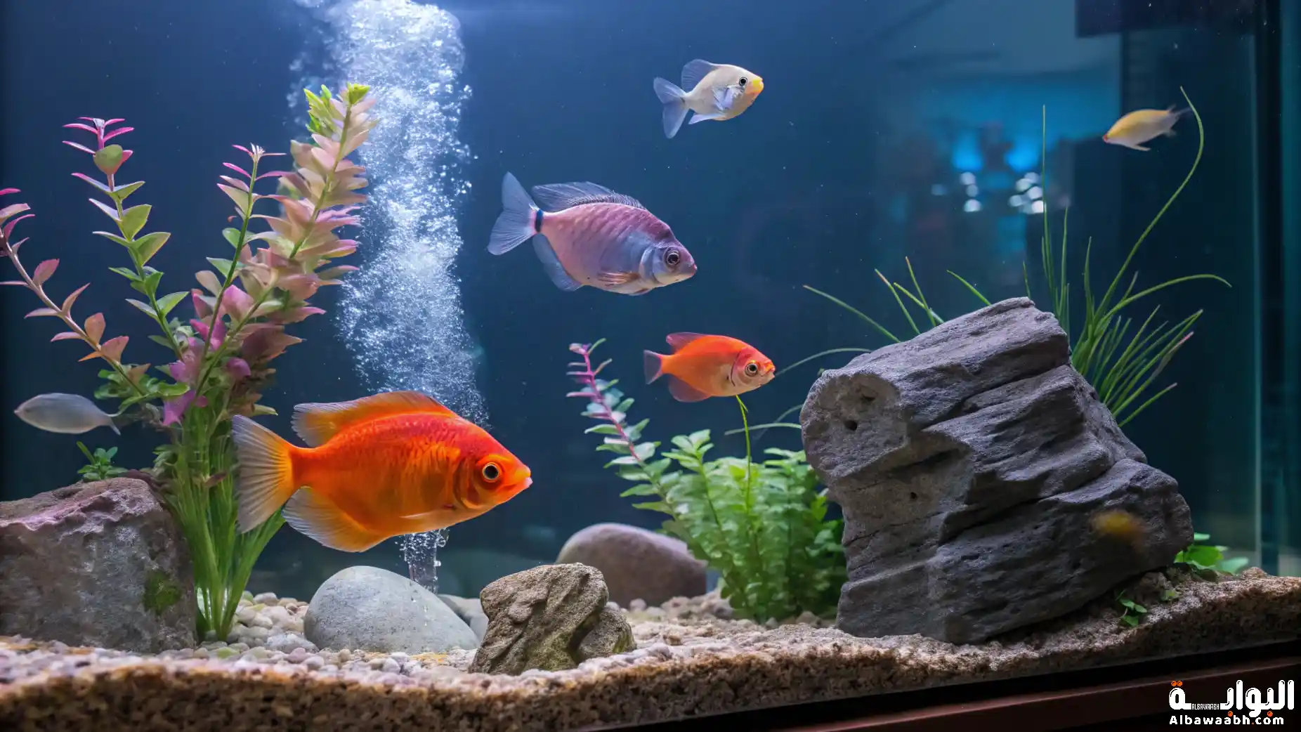 أسماك الزينة