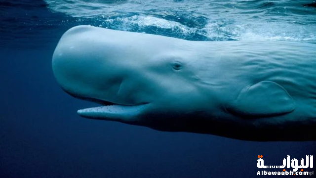 أغرب أنواع الحيتان في العالم