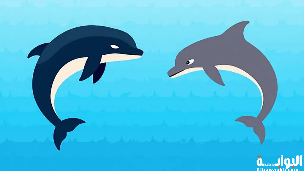 الفرق بين الحوت والدلفين