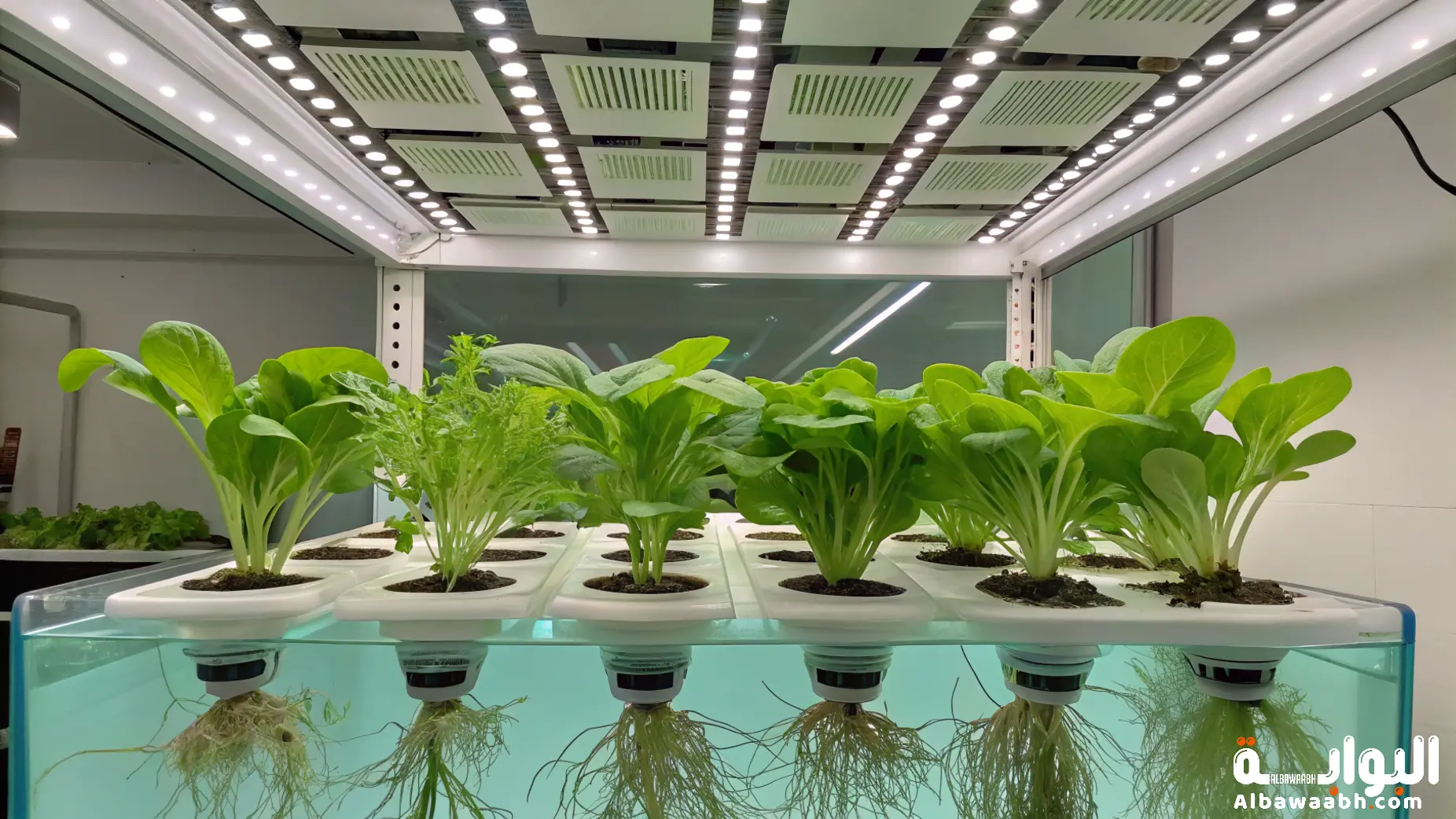 نباتات تعيش بدون تربة