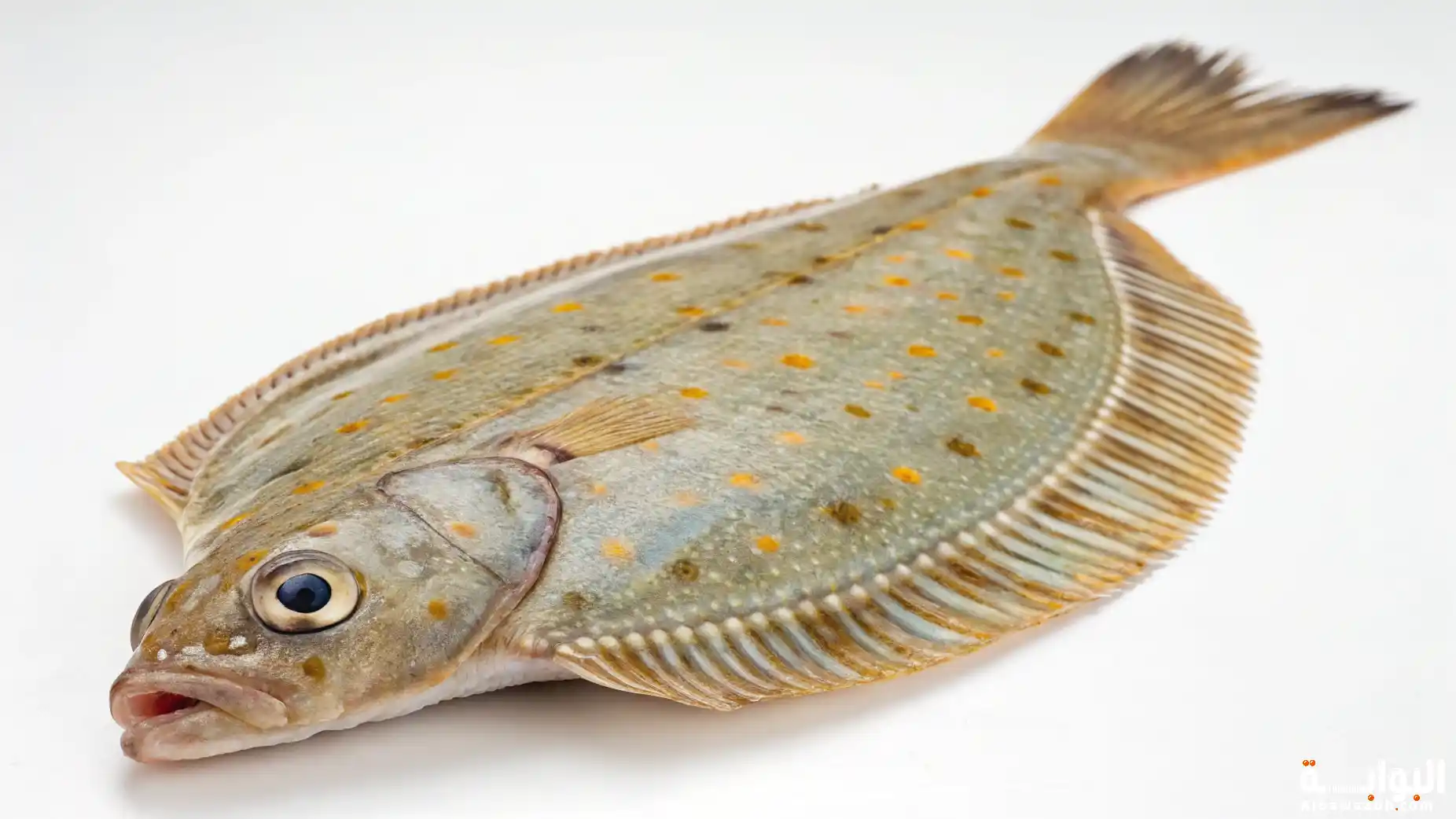 الأسماك المسطحة