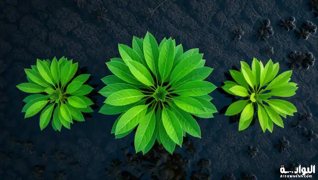 نباتات تعيش بدون تربة