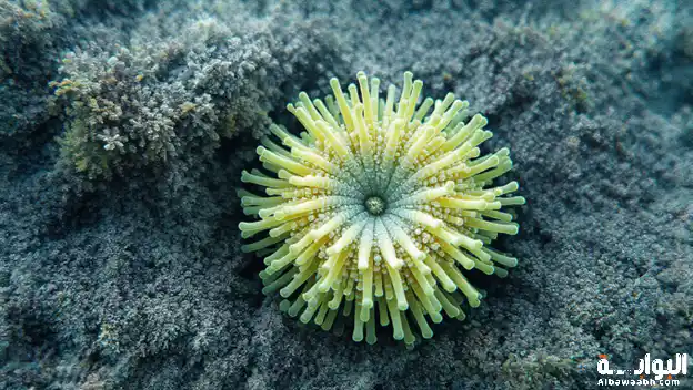 الحيوانات التي تعيش بلا أكسجين