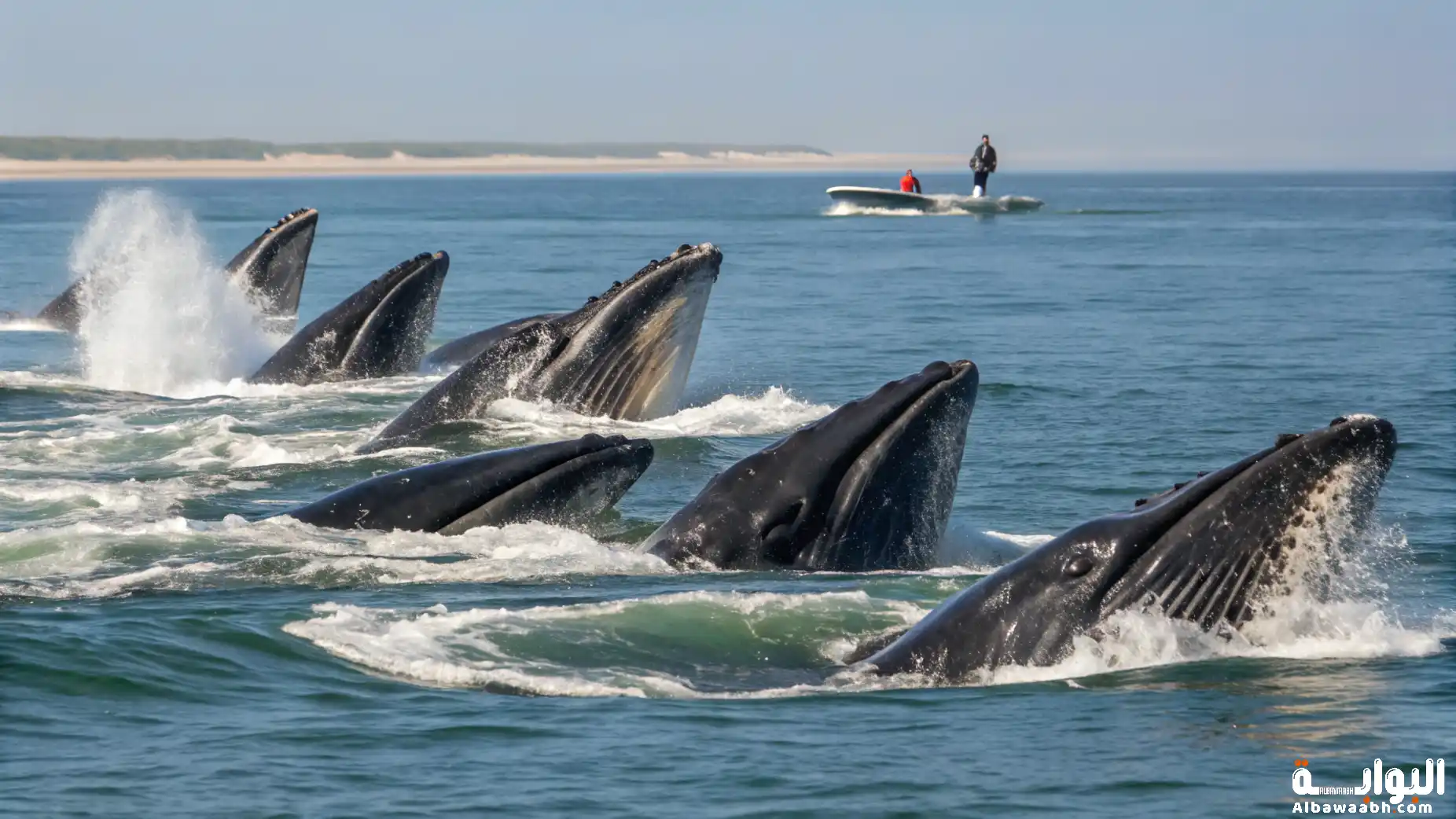 تكاثر الحيتان