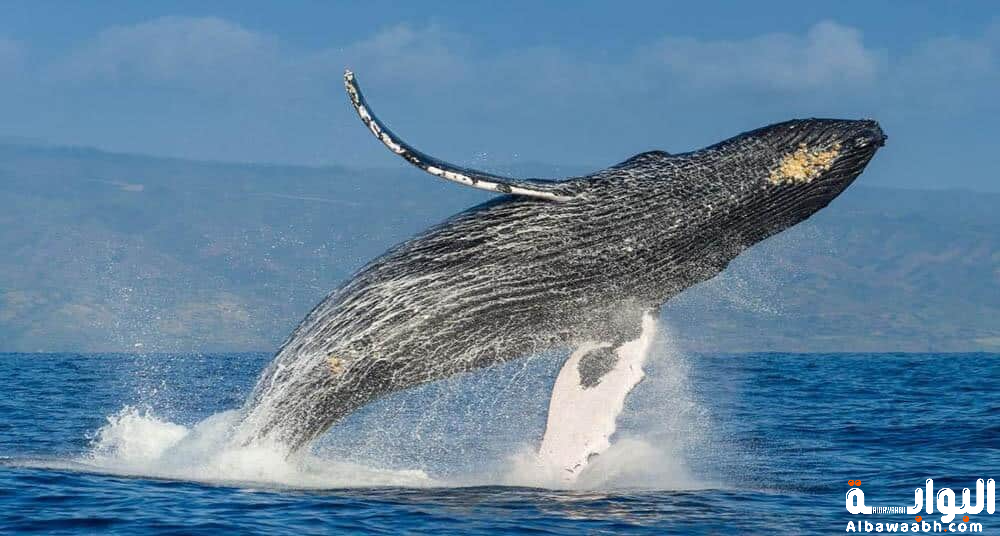 أغرب أنواع الحيتان في العالم