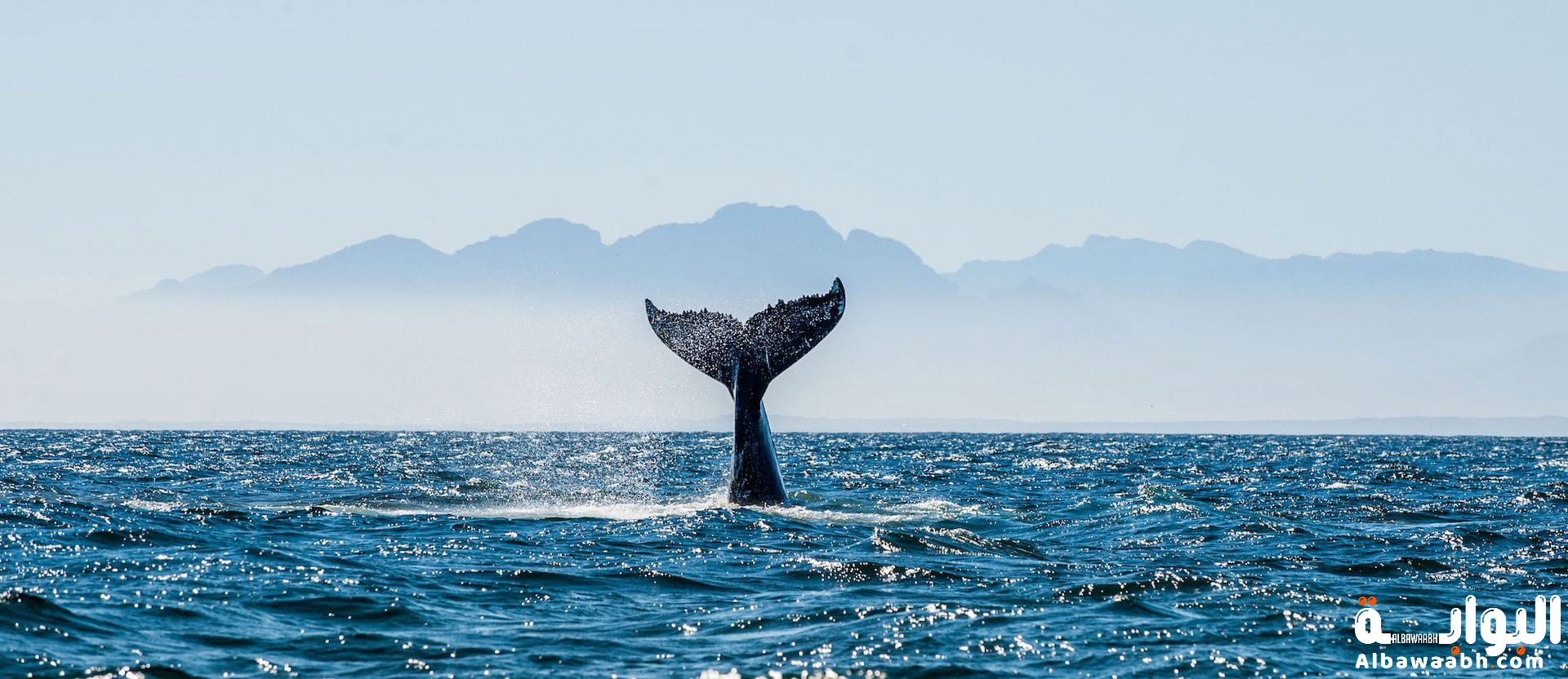 الأكسجين البحري