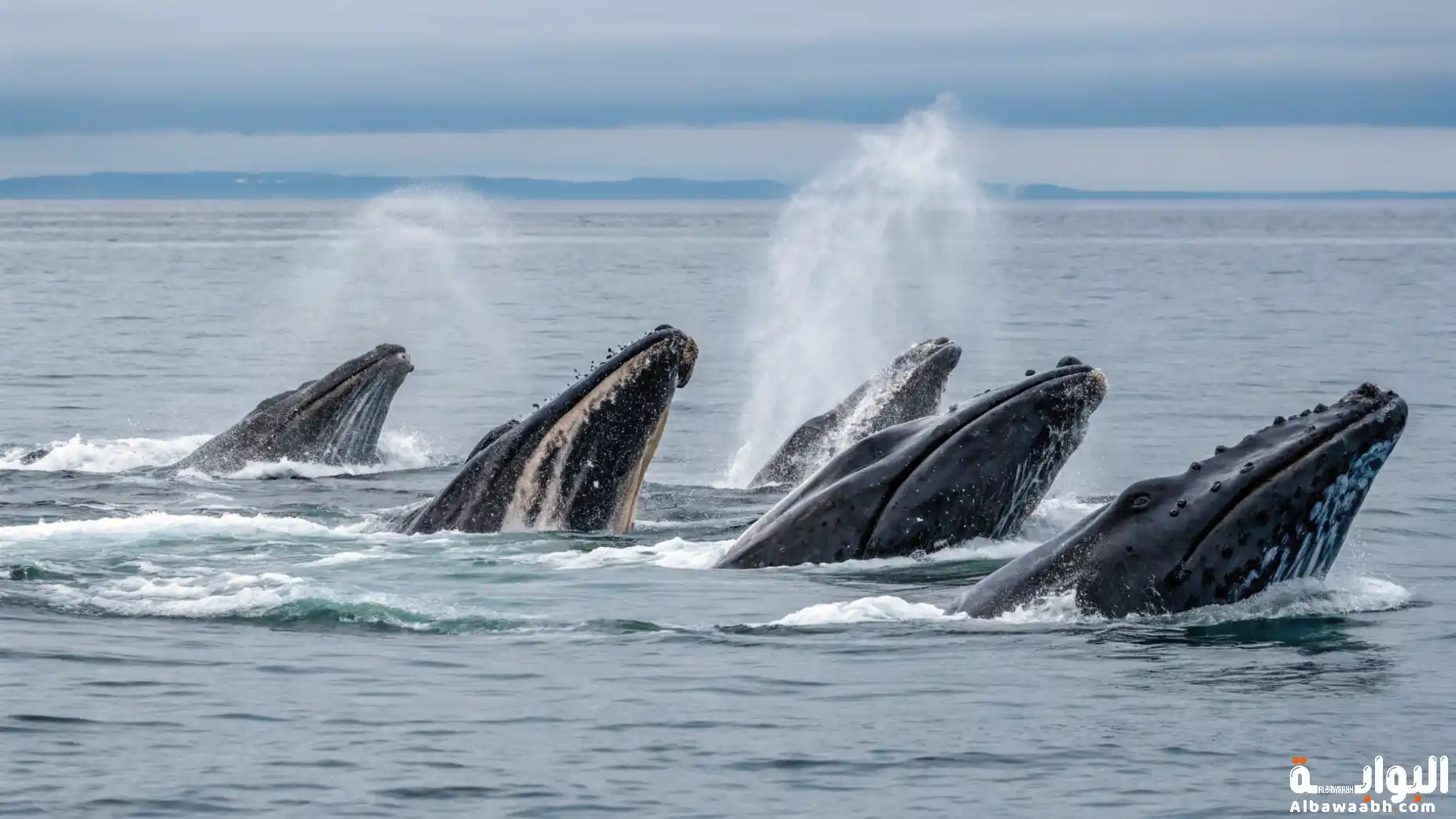 تكاثر الحيتان