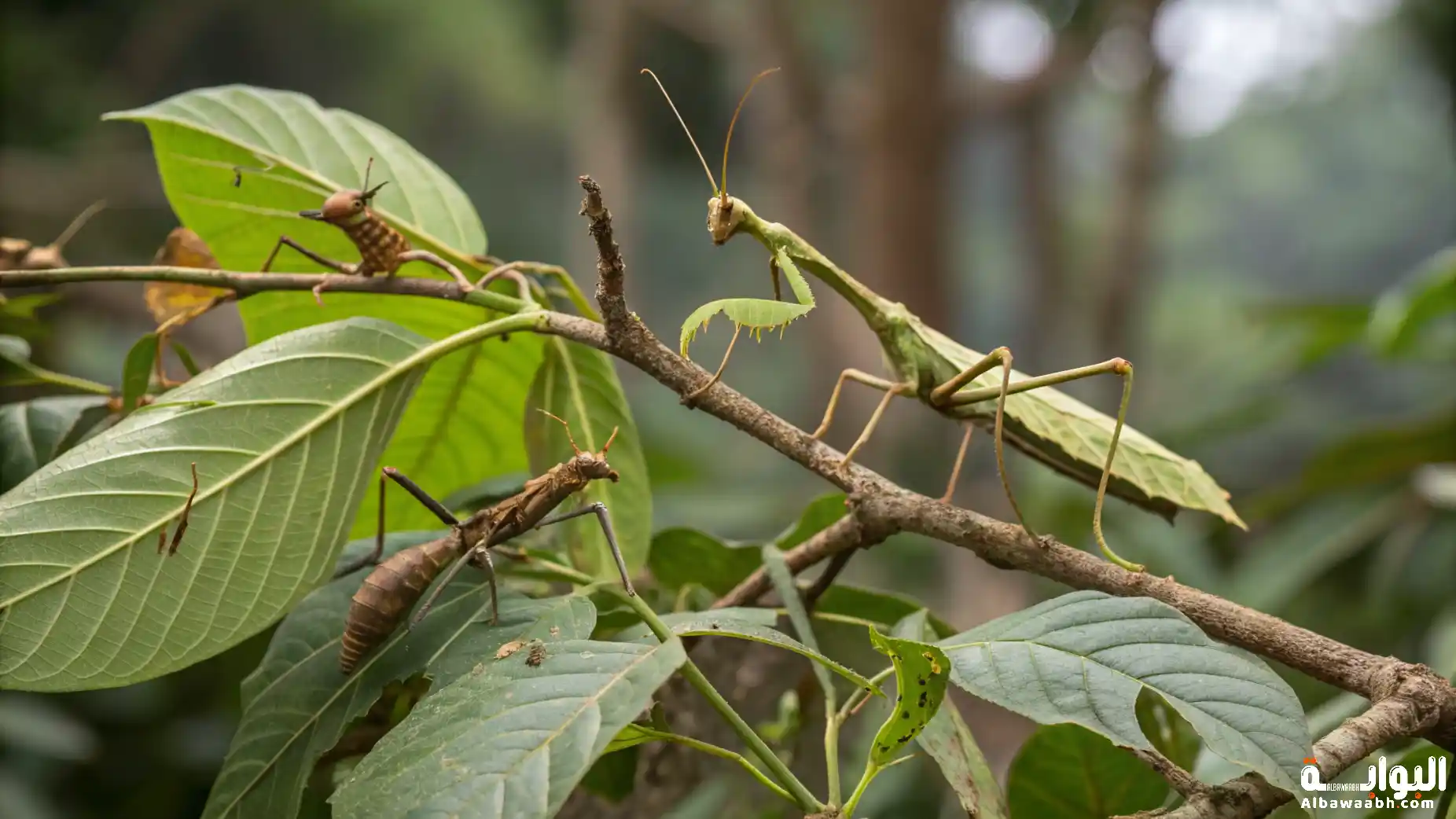 الحيوانات التي تشبه النباتات