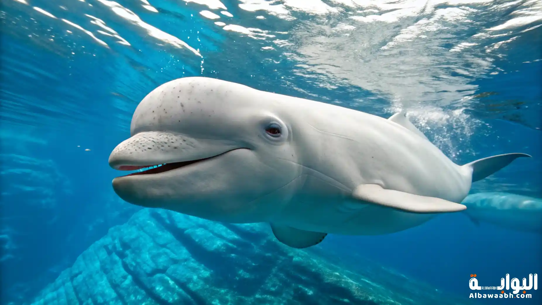 الحوت البيلوجا