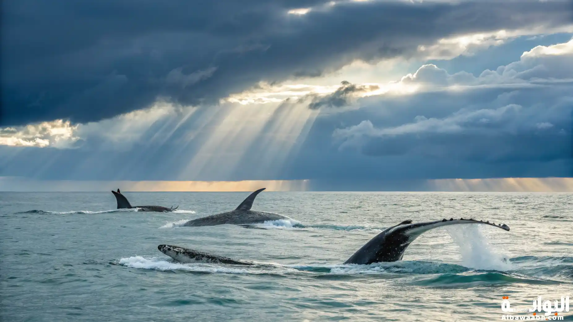 كيف تنام الحيتان