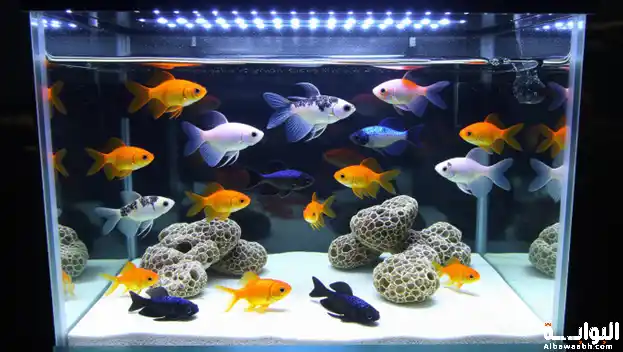 أسماك الزينة دليل العناية الكاملة في المنزل