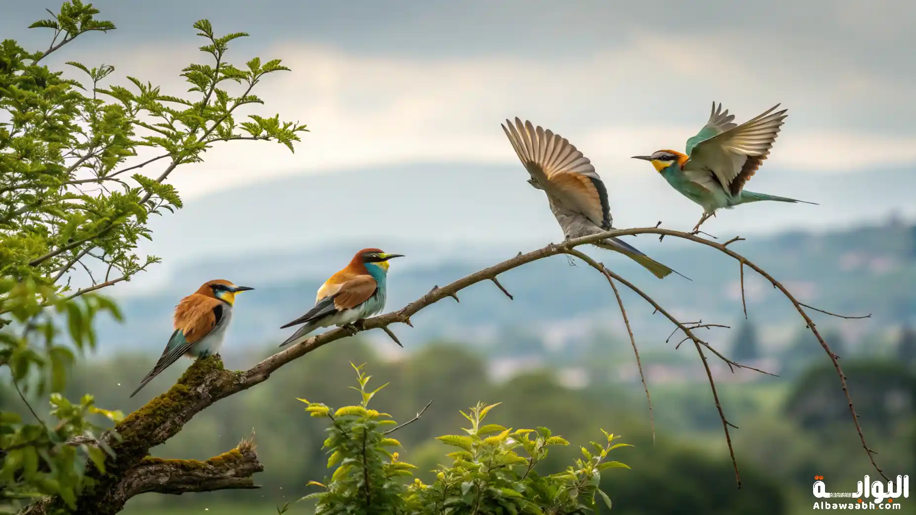 الطيور التي لا تطير