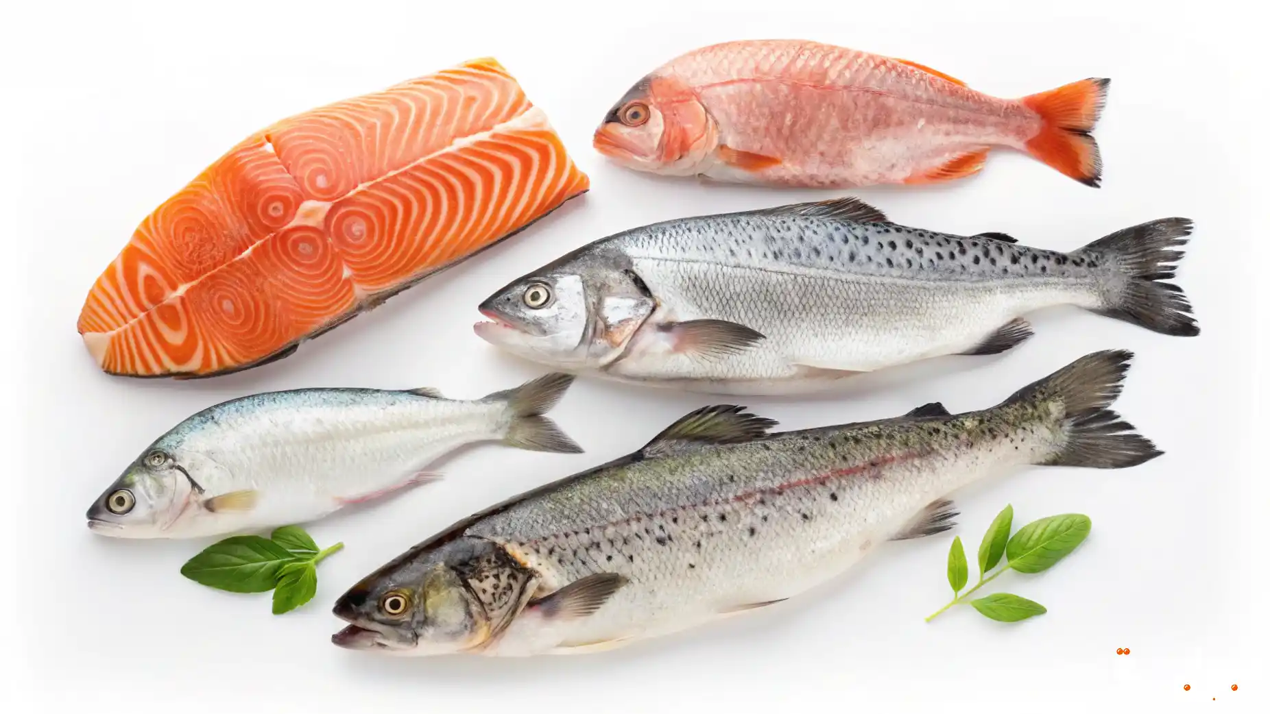 كيف تختار أفضل أنواع الأسماك للطهي؟