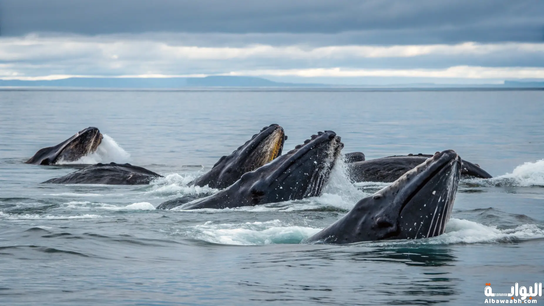 تكاثر الحيتان