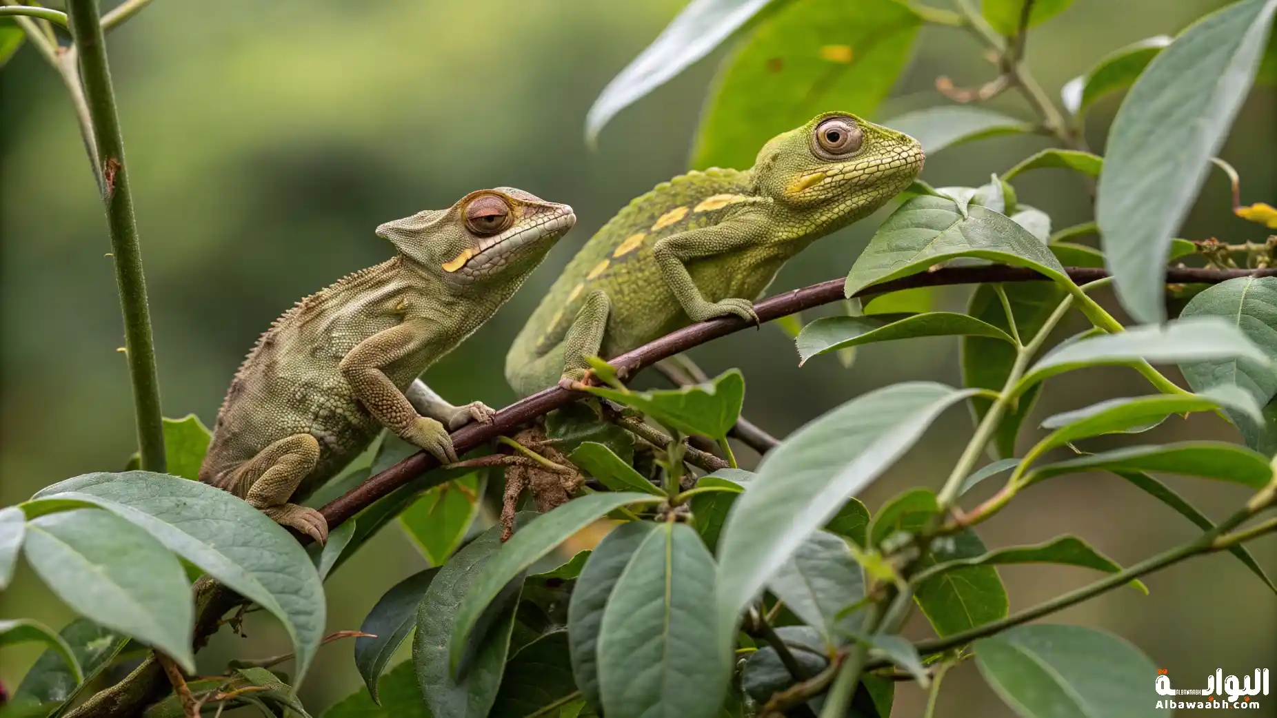 الحيوانات التي تشبه النباتات