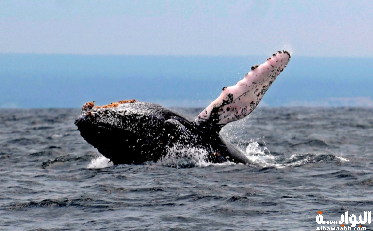 الأكسجين البحري