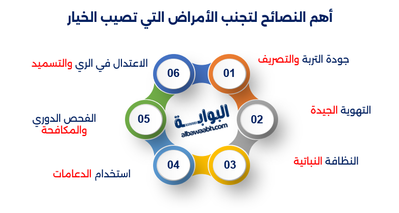 زراعة الخيار في المنزل