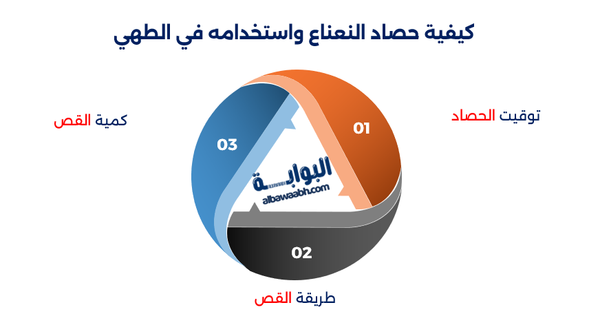 طريقة زراعة النعناع في الحديقة