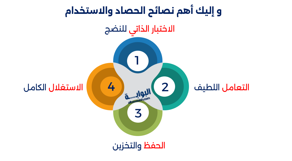 زراعة الأشجار المثمرة في الحديقة