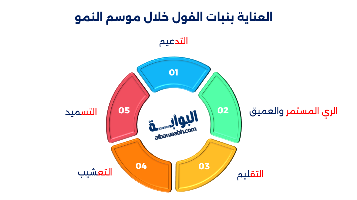 زراعة الفول في الحديقة