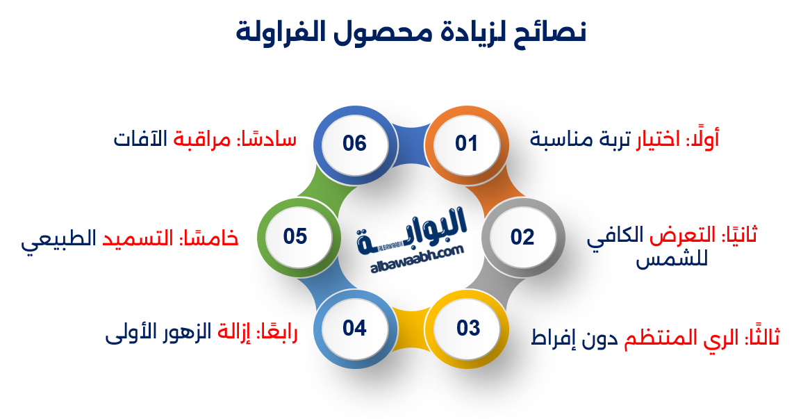 زراعة الفراولة في المنزل