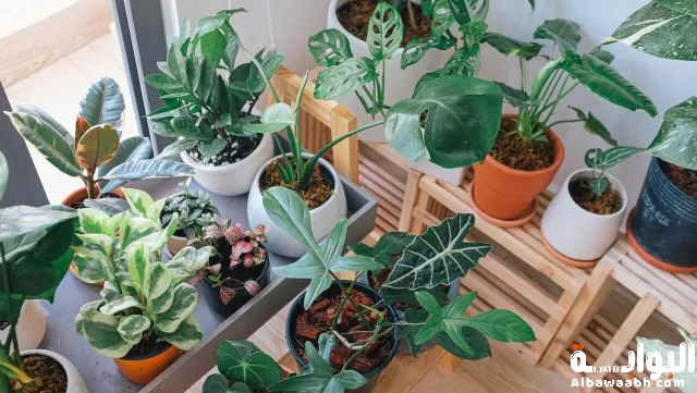 النباتات المناسبة للمساحات الصغيرة