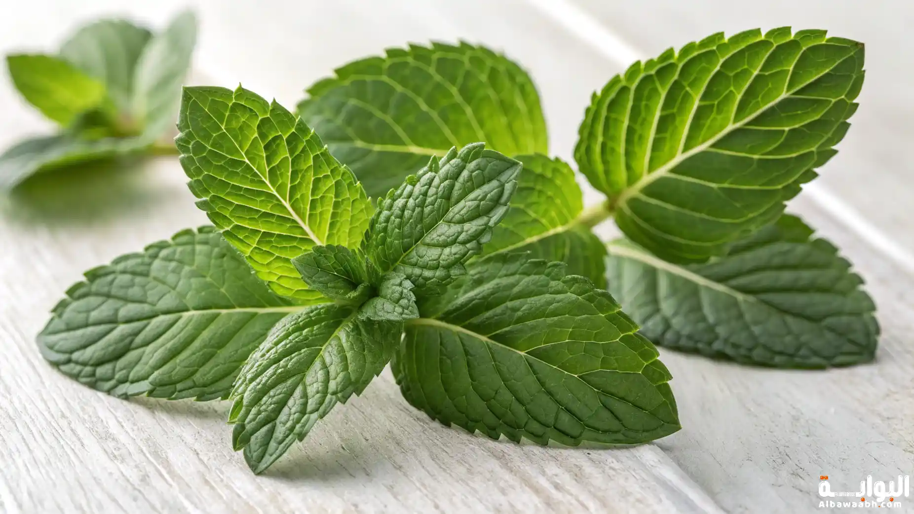 فوائد الميرمية للصحة