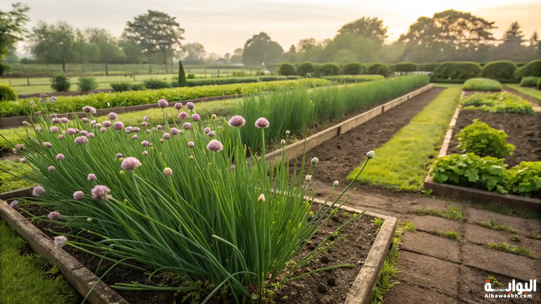 كيفية زراعة الشبت في حديقة المنزل