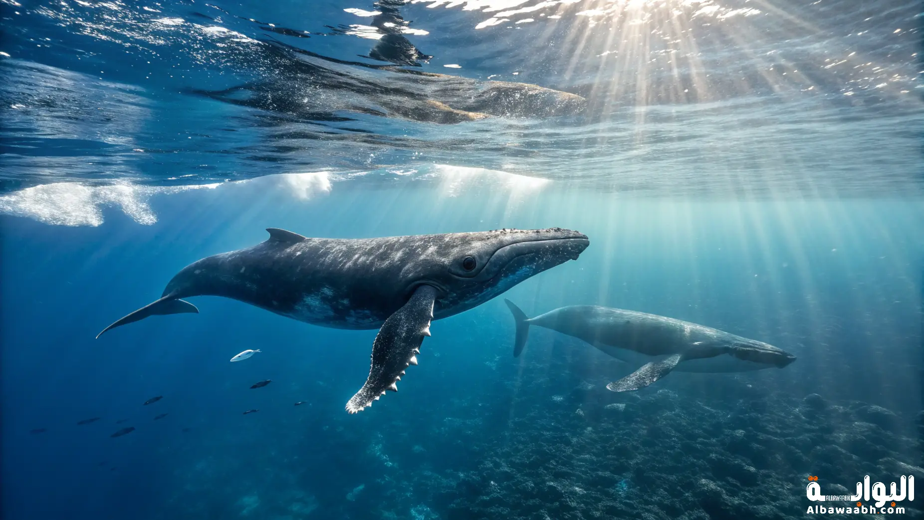 تواصل الحيتان