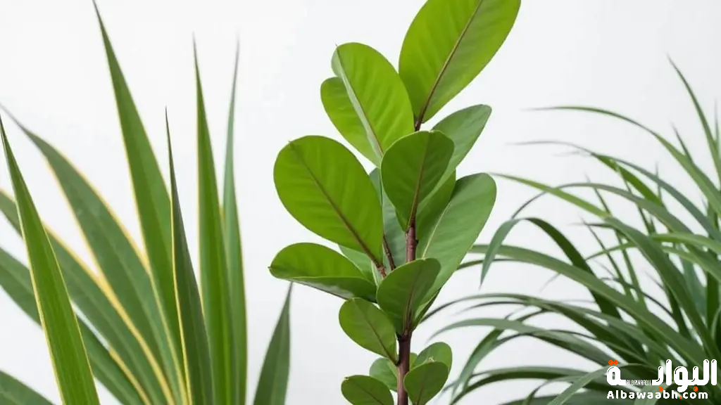 النباتات الداخلية