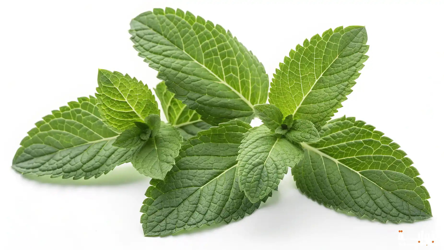 فوائد الميرمية للصحة