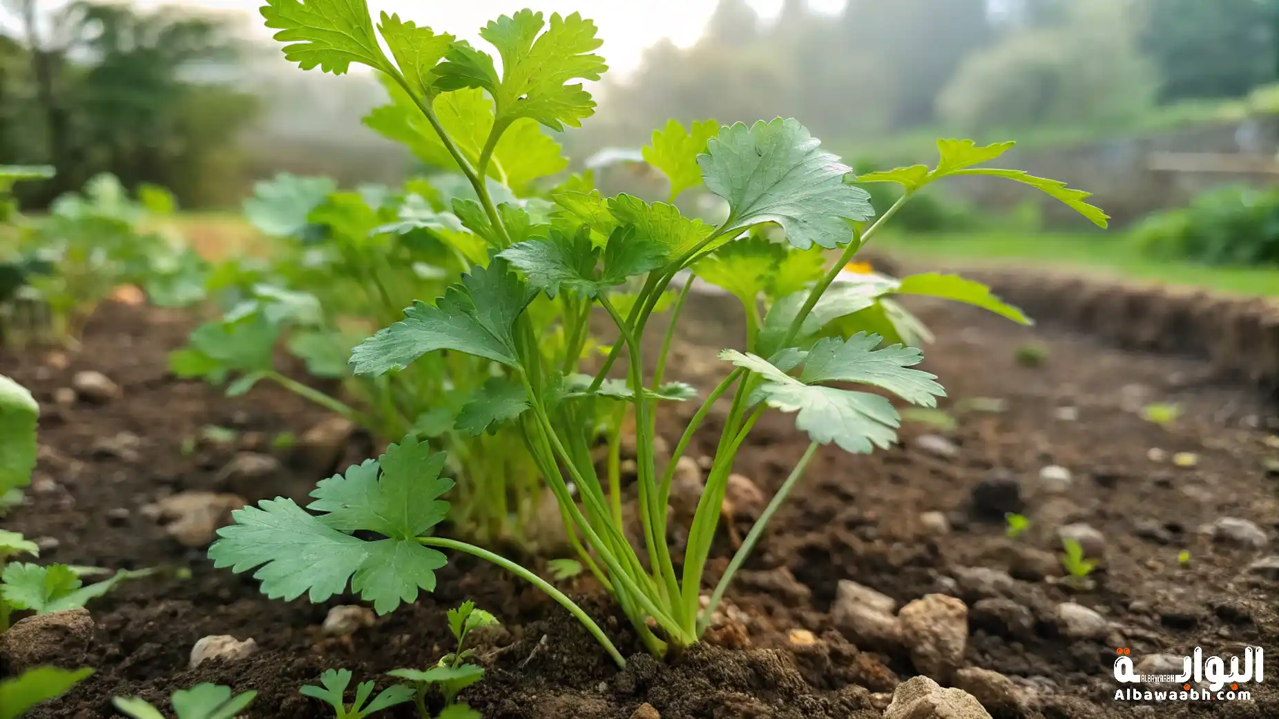 فوائد نبات الكزبرة في الطهي والصحة