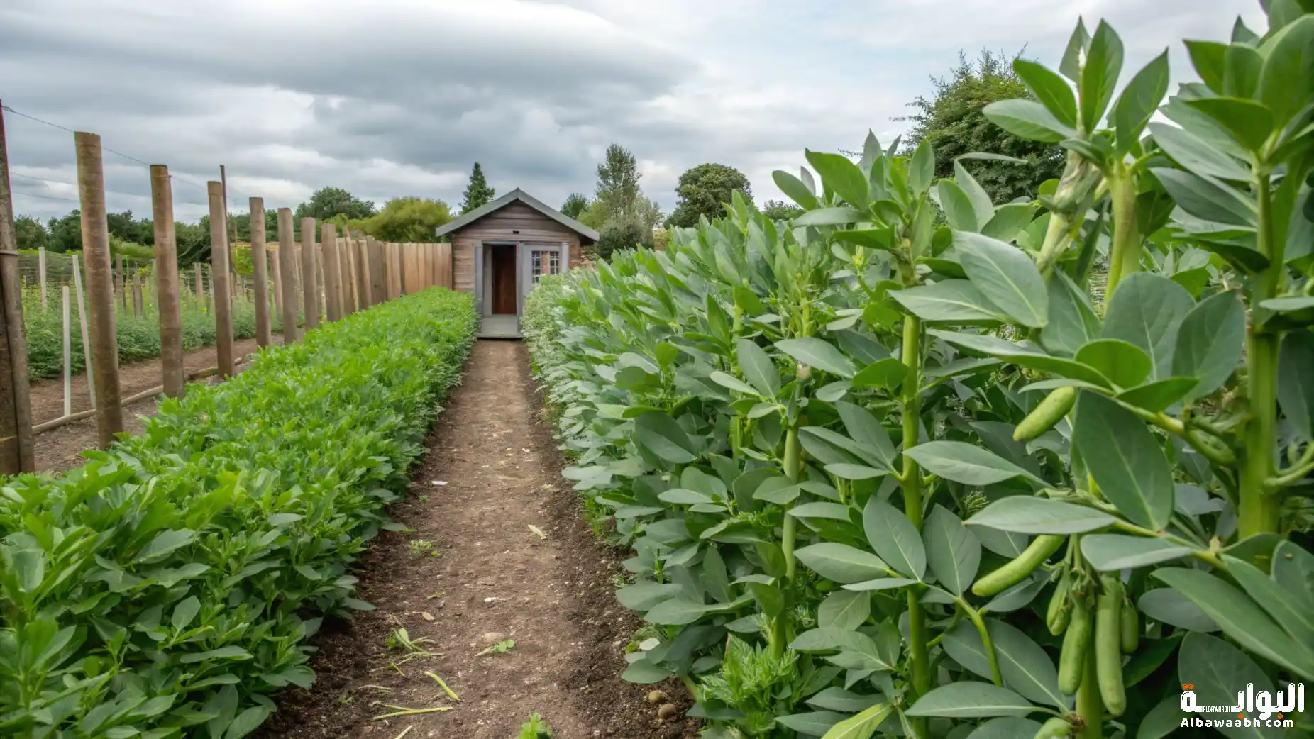 زراعة الفول في الحديقة