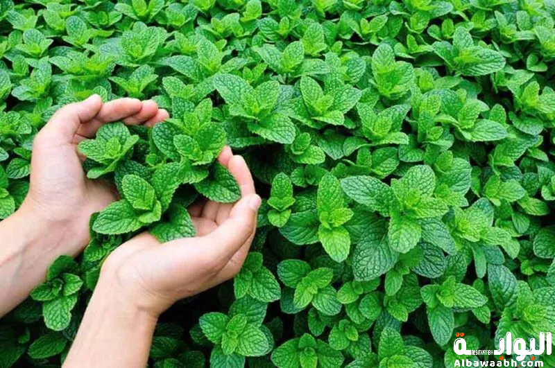 طريقة زراعة النعناع في الحديقة