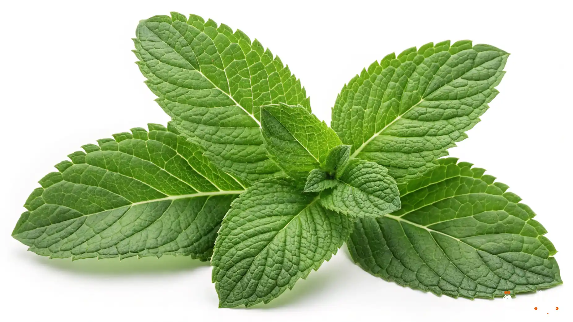 فوائد الميرمية للصحة