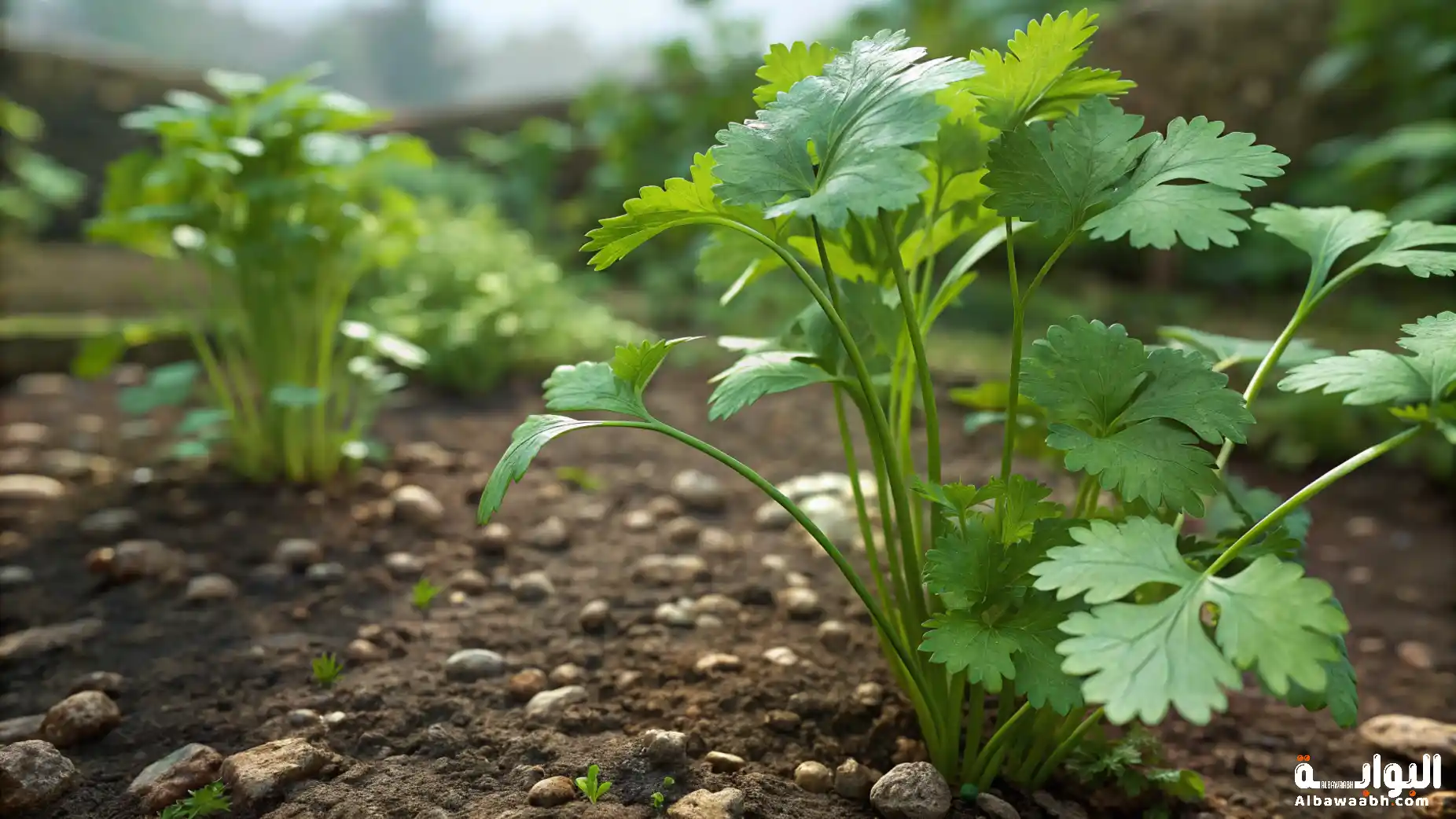فوائد نبات الكزبرة في الطهي والصحة