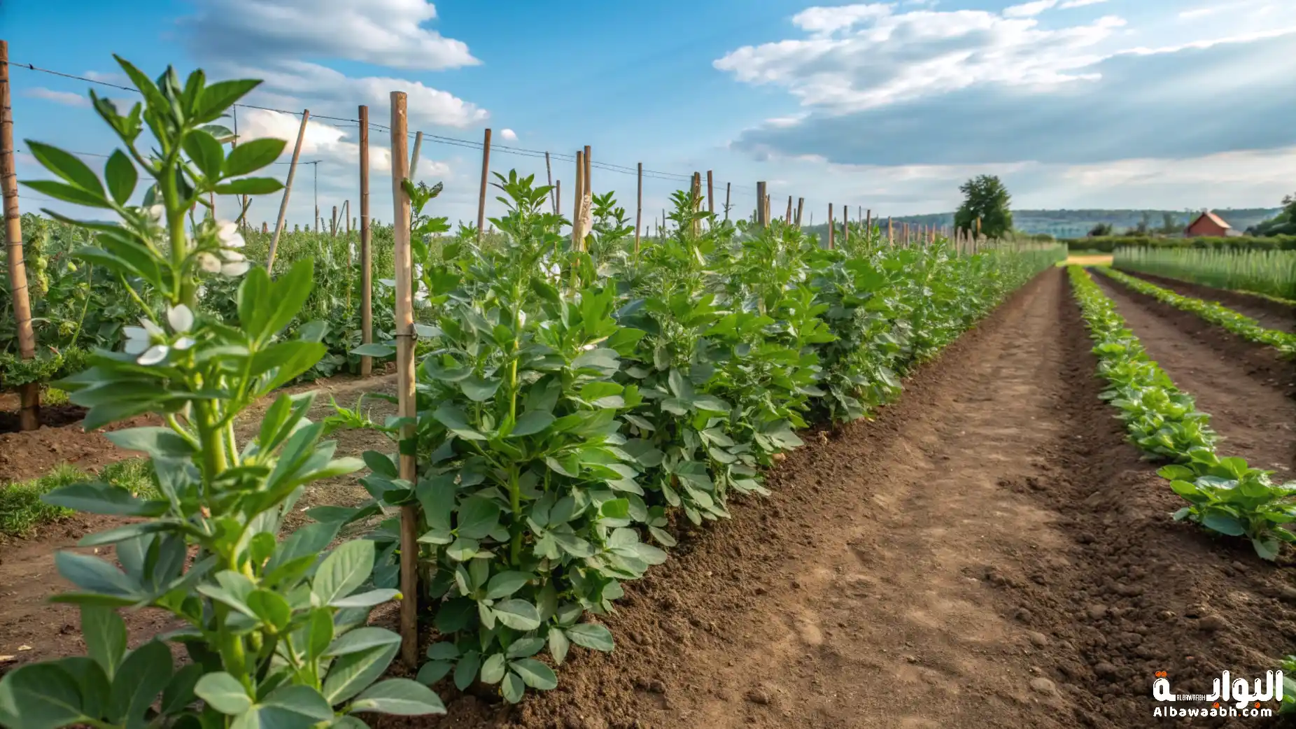 زراعة الفول في الحديقة