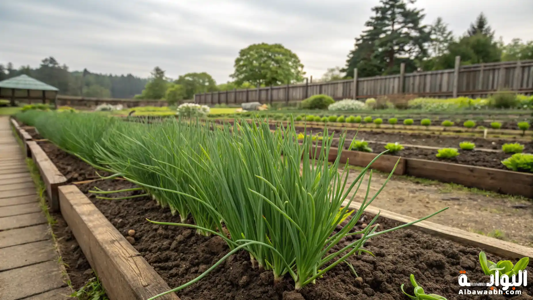 كيفية زراعة الشبت في حديقة المنزل