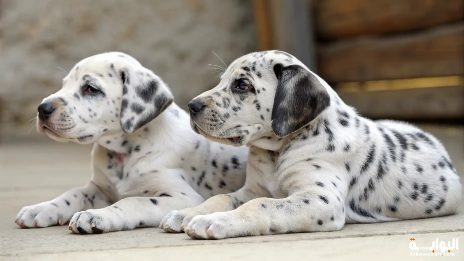 ظاهرة التوأم المتطابق في الحيوانات