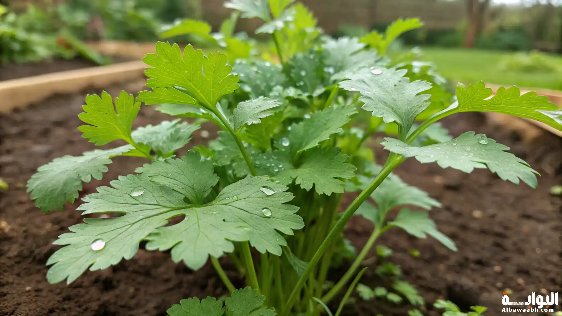 فوائد نبات الكزبرة في الطهي والصحة