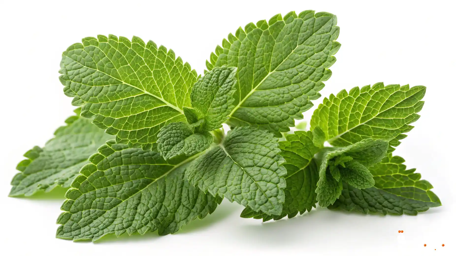 فوائد الميرمية للصحة