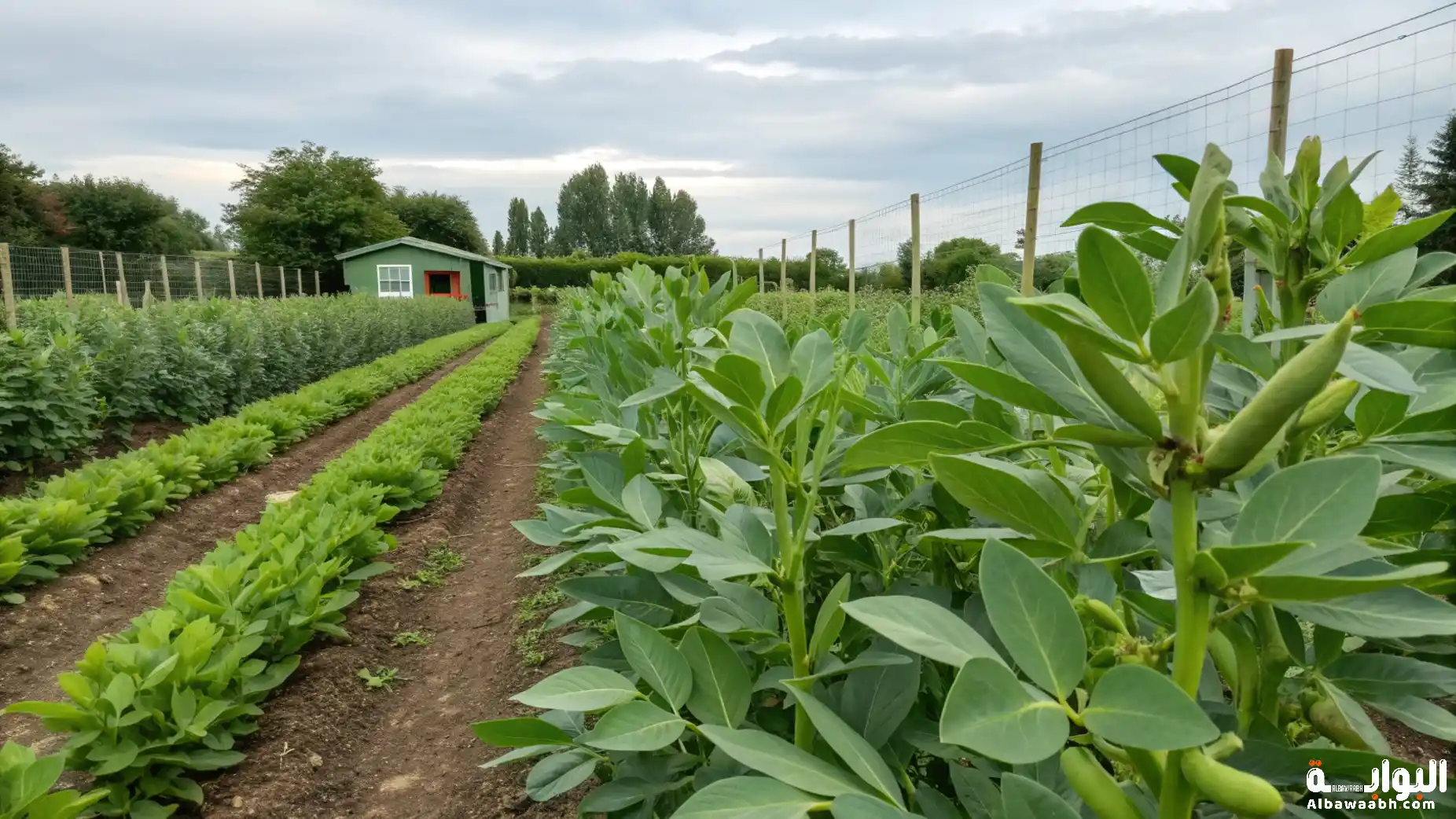 زراعة الفول في الحديقة
